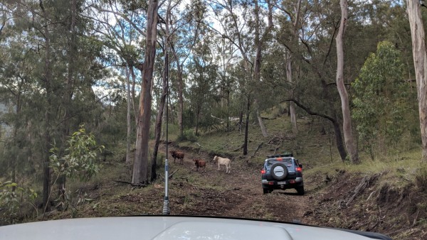 The stubborn cattle